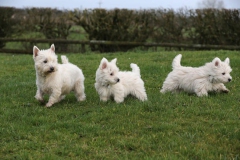 Terrier - West Highland White