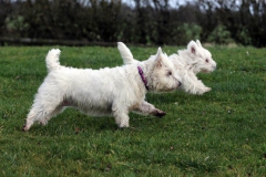 Terrier - West Highland White