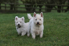 Terrier - West Highland White