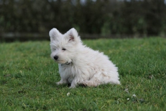 Terrier - West Highland White