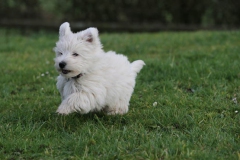 Terrier - West Highland White