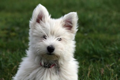 Terrier - West Highland White