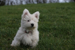 Terrier - West Highland White