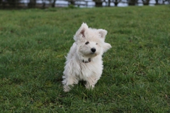 Terrier - West Highland White