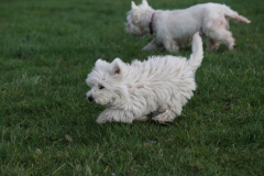 Terrier - West Highland White