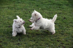 Terrier - West Highland White