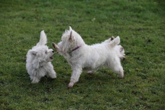 Terrier - West Highland White