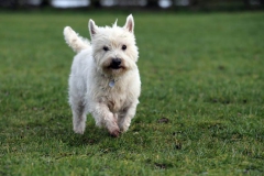 Terrier - West Highland White