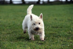 Terrier - West Highland White