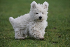 Terrier - West Highland White