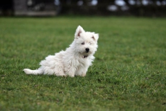 Terrier - West Highland White