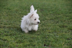 Terrier - West Highland White