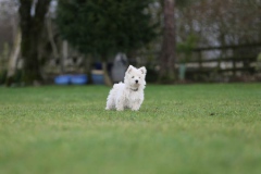 Terrier - West Highland White