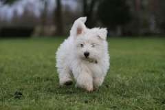 Terrier - West Highland White