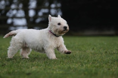 Terrier - West Highland White