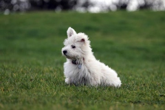 Terrier - West Highland White