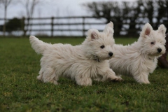 Terrier - West Highland White