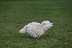 Terrier - West Highland White