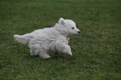 Terrier - West Highland White