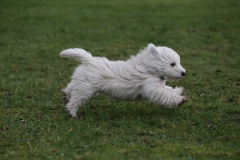 Terrier - West Highland White