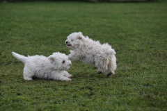 Terrier - West Highland White