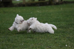 Terrier - West Highland White