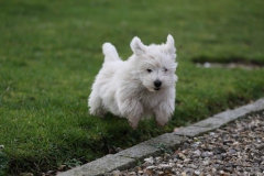 Terrier - West Highland White