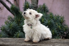 Terrier - West Highland White