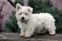 Terrier - West Highland White