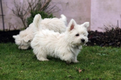 Terrier - West Highland White