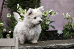 Terrier - West Highland White