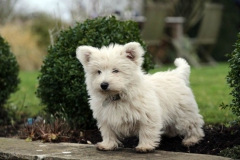 Terrier - West Highland White