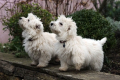 Terrier - West Highland White