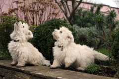 Terrier - West Highland White