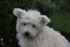 Terrier - West Highland White