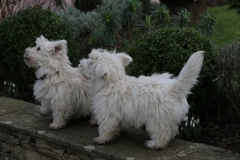 Terrier - West Highland White