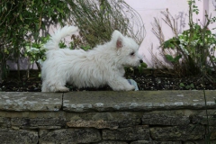 Terrier - West Highland White