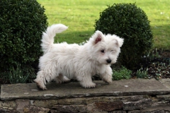 Terrier - West Highland White