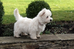 Terrier - West Highland White