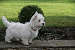 Terrier - West Highland White