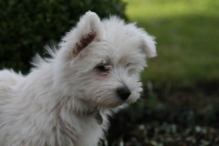 Terrier - West Highland White