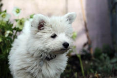 Terrier - West Highland White