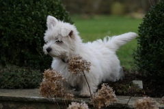 Terrier - West Highland White