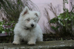 Terrier - West Highland White