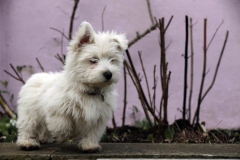 Terrier - West Highland White