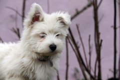 Terrier - West Highland White