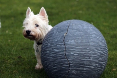 Terrier - West Highland White