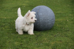 Terrier - West Highland White