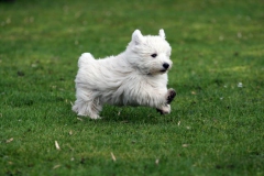 Terrier - West Highland White