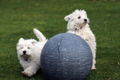 Terrier - West Highland White